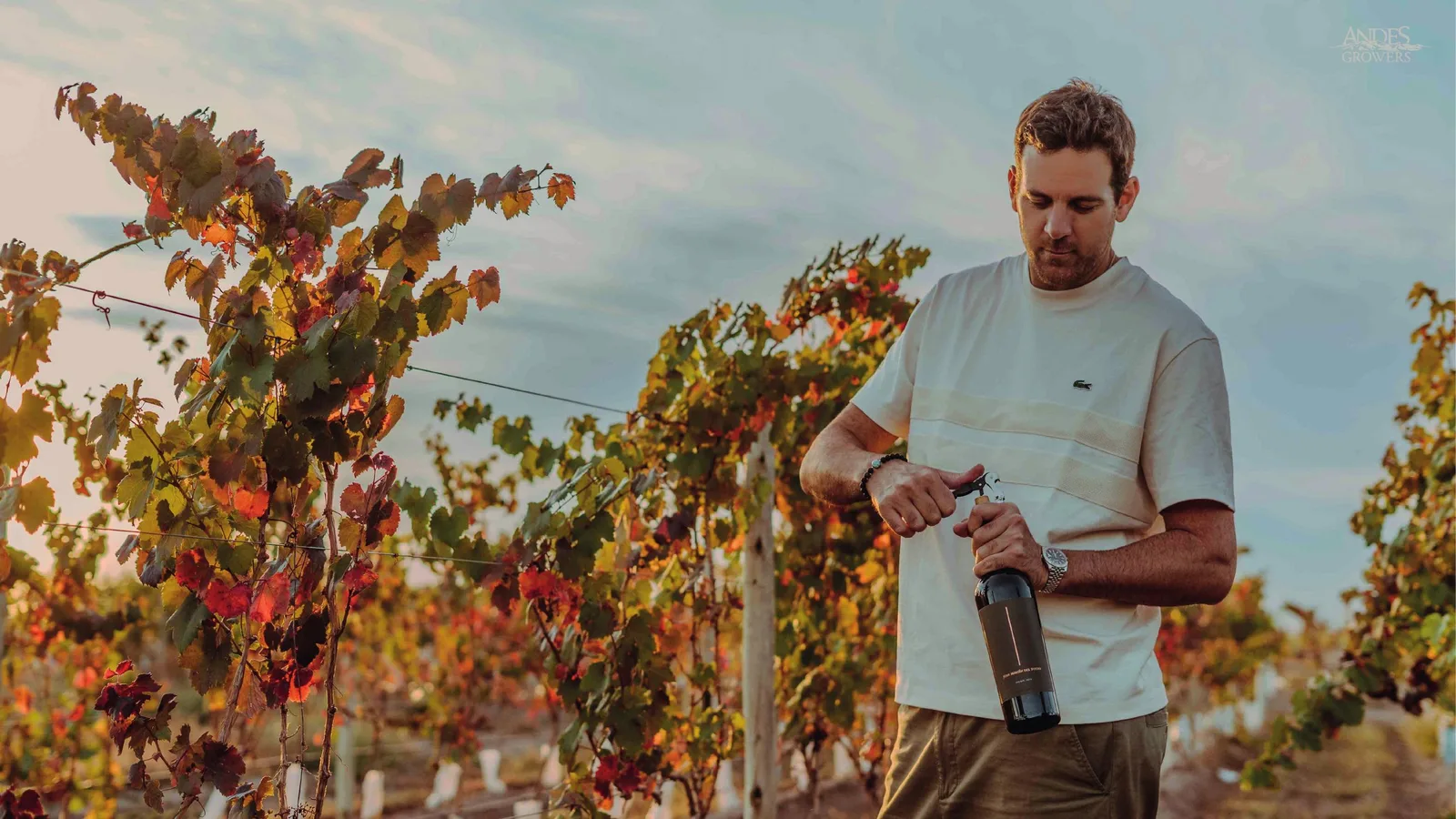 Mountain vineyard